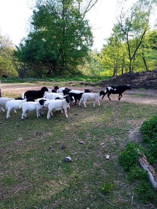 Вівці барани ...