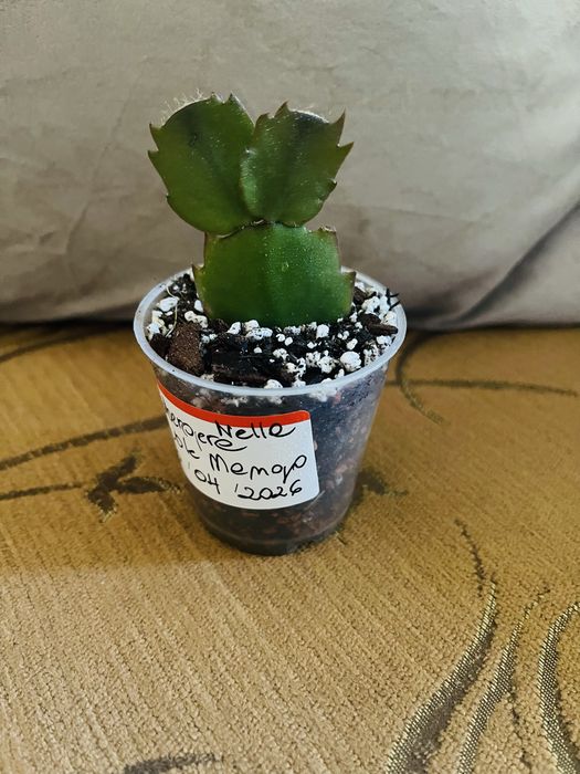 Schlumbergera, Grudnik Double Mango Roslina doniczkowa