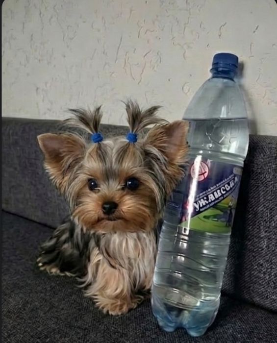 Йорчик мікро   малюк.