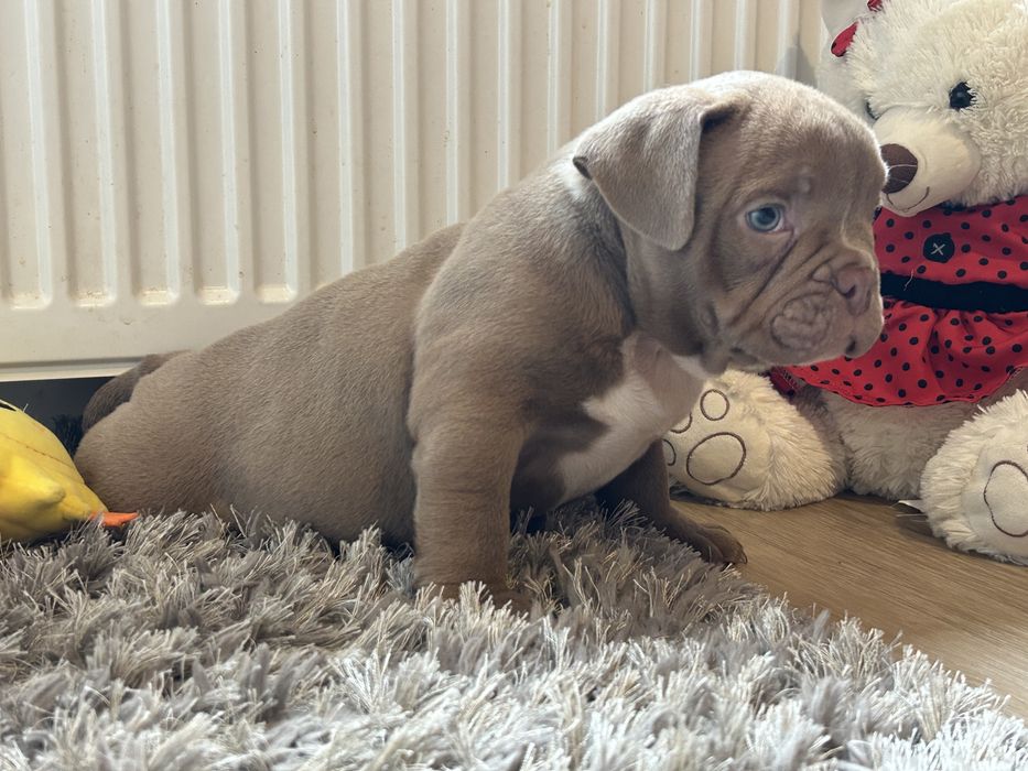 Piesek American Bully