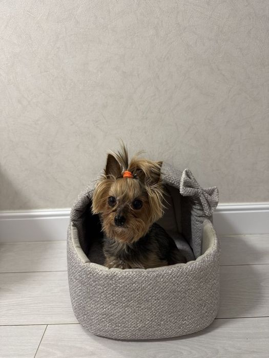 Будиночок  для котиків і собачок!