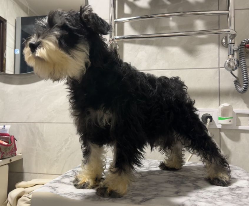 Цуценята цвергшнауцера