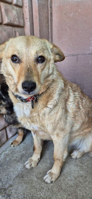 Suczka około 3 lata