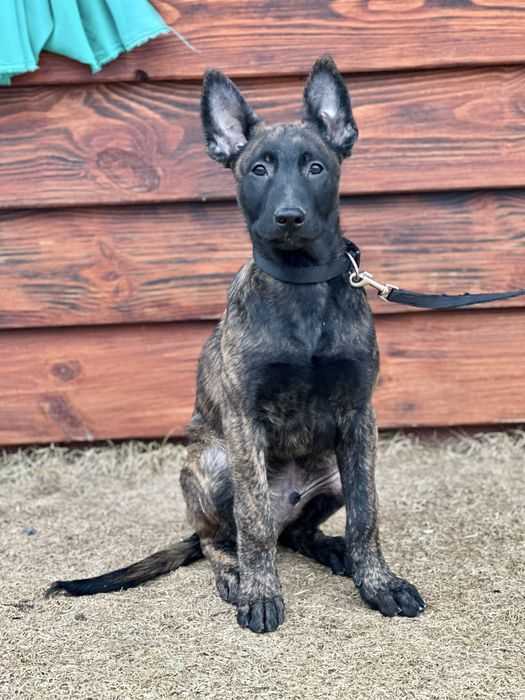 Шикарный крупный мощный пацан рабочего разведения!