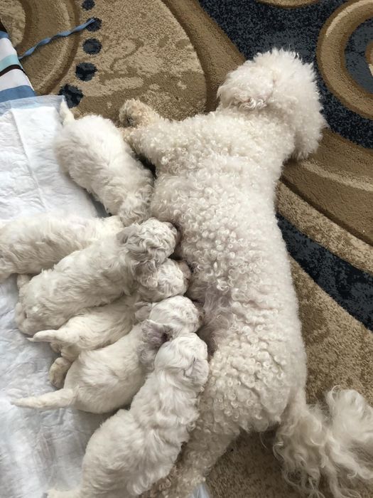 Бішон фрізе ,Бишон -фризе ,цуценята,щенки