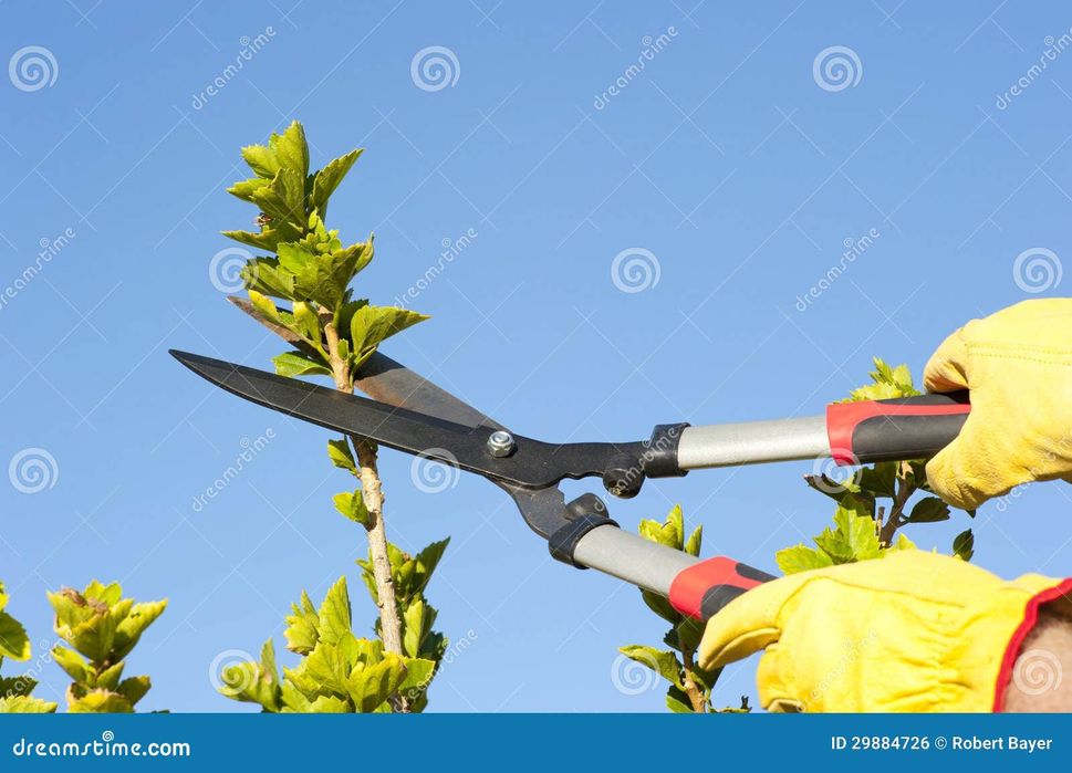 Jardinagem  e podas tiras relva