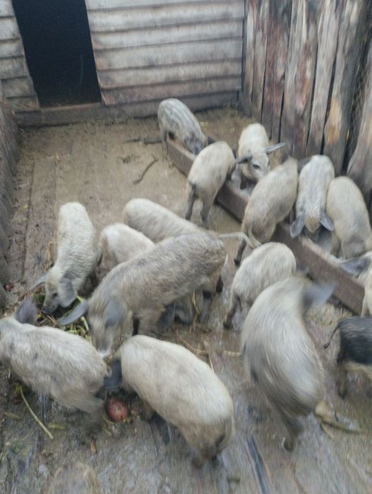 Поросята мангалиці