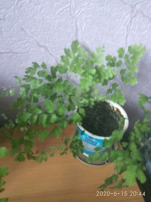 Папоротник Адіантум  Венерине волосся