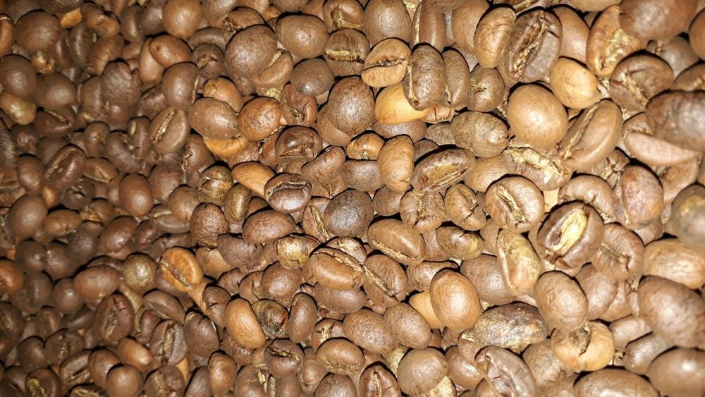 Кава в зернах робуста В'єтнам 18WP 1кг