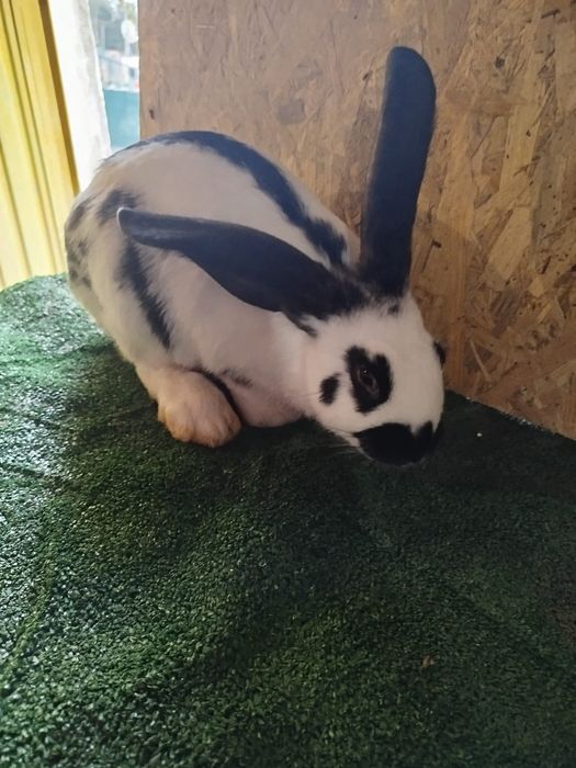 Coelhos cruzados gigantes borboleta