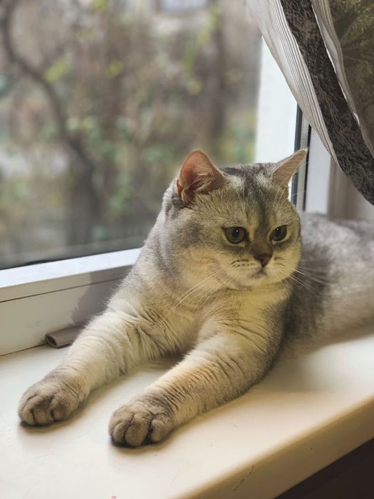 Шотландський кіт вязка срібляста шиншила