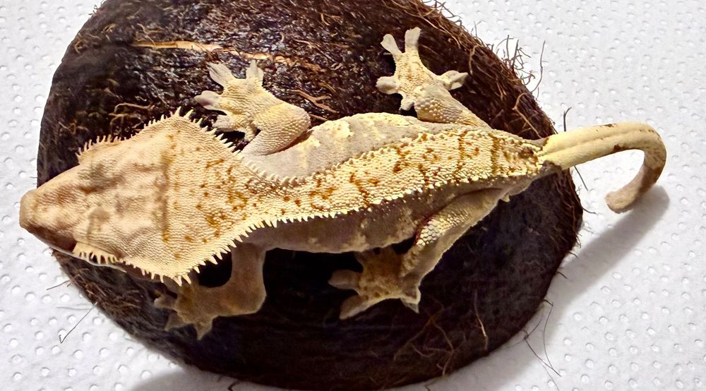 Gekon orzęsiony Crested gecko, pinstripe, 73