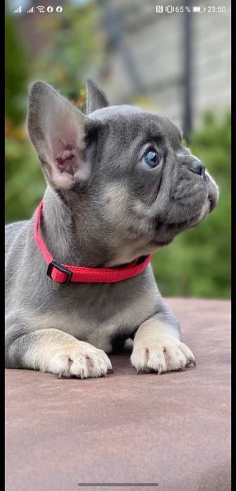 Шикарный мальчишка француз.