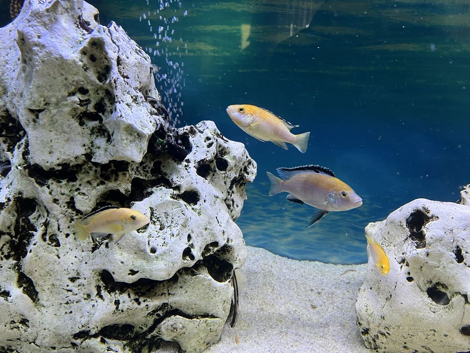 Цихліди Лабідохроміс "Єллоу", малаві