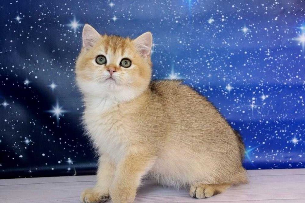 Британський чистокровний хлопчина