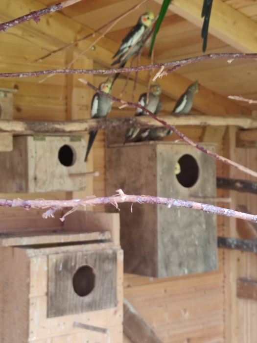 Pary legowe papug średnich