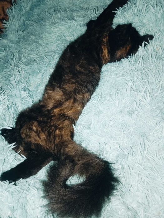 Oddam za darmo puchatego kociaka kotkę
