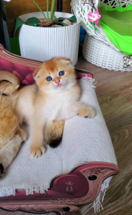 Нежные и потешные детки. Котята золотая шиншилла.