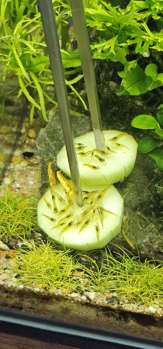Krewetki neocaridina yellow