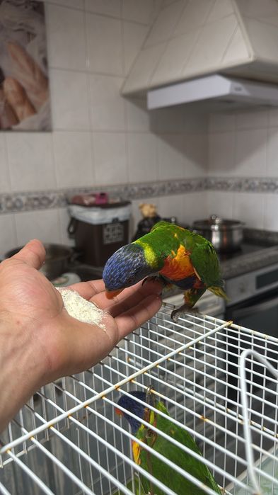 Loris fêmea disponível domesticados fazem 4 meses dia 09/05