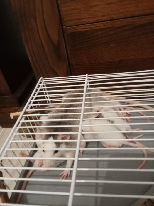 Roedores ratinhos Twister