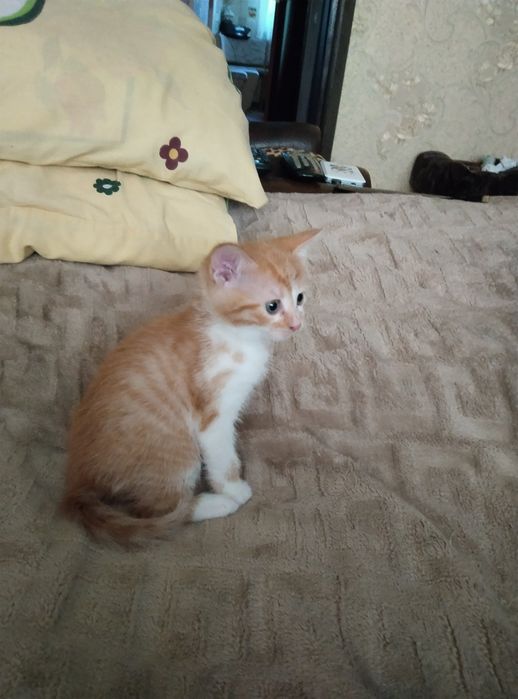 Котик в добрі ручки