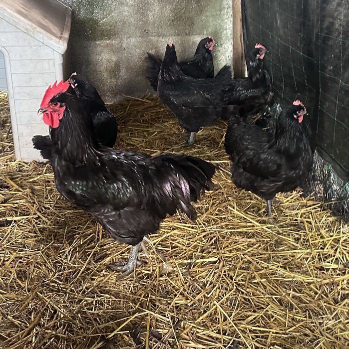 Jersey gigante Negro