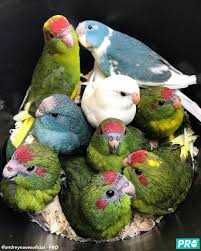 Vendo kakariquis bonitos