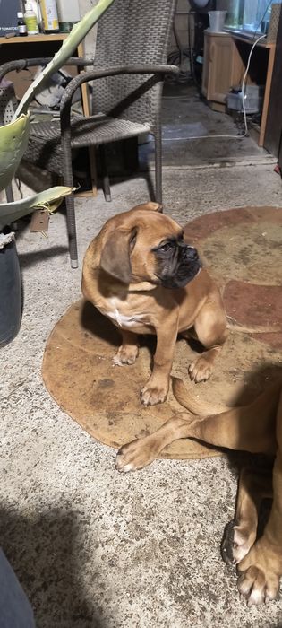 Piesek bokser rodowód