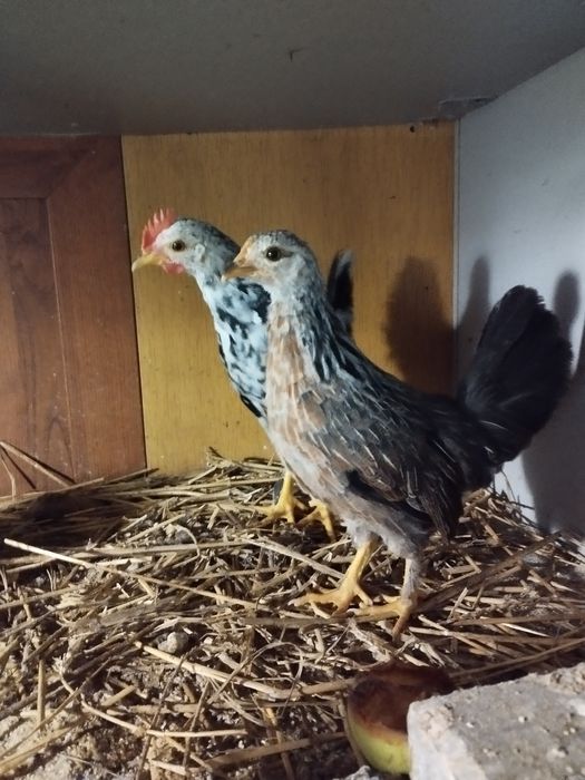 Liliputy  para kurczęta