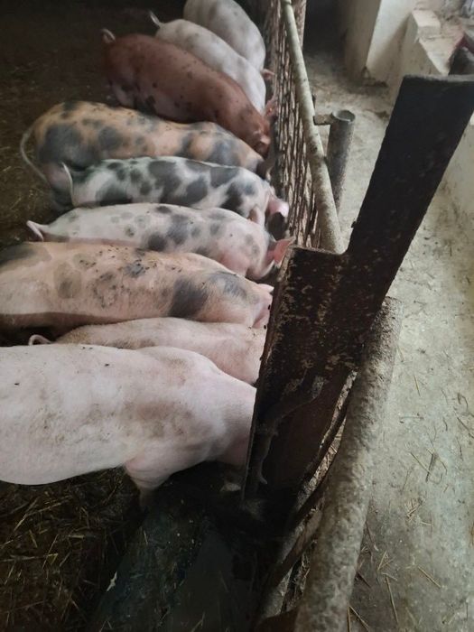Świnki warchlaki do 30 kg