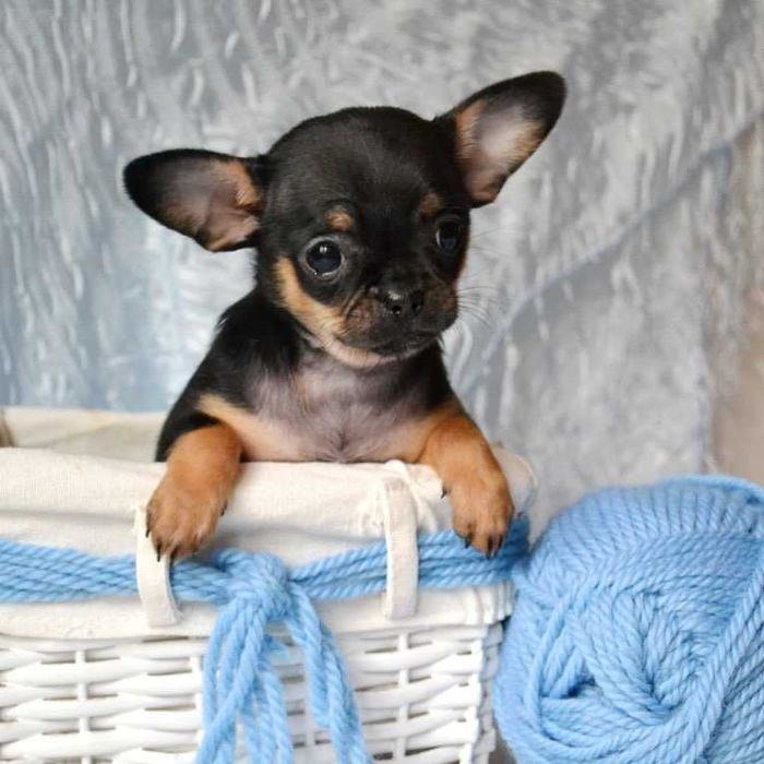 Щенки Чихуахуа ищут дом