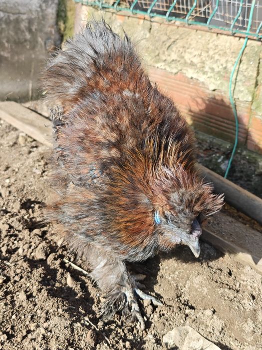 Galo Sedosa do Japão