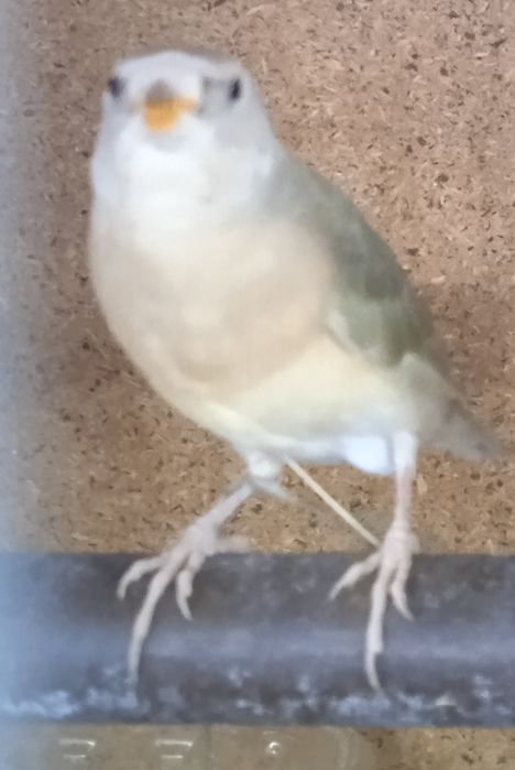 Diamantes gould fêmeas