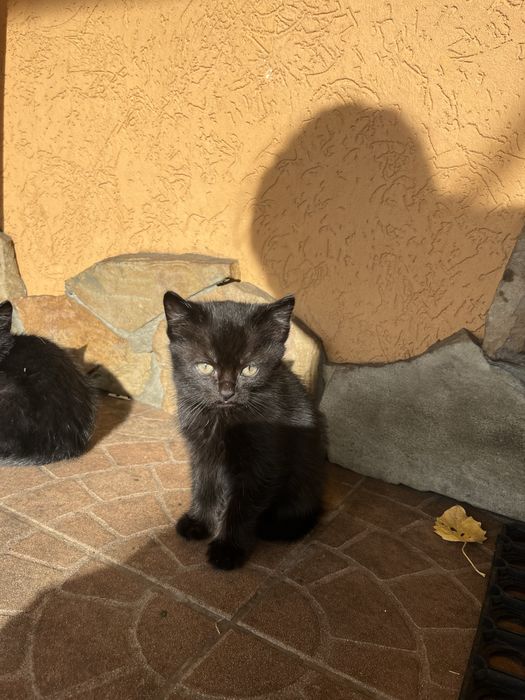 Шукаємо люблячих господарів для кошенят