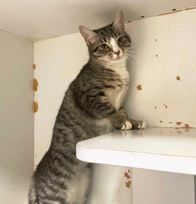 Чудова Мультя з красивими розкосими очима (1 рік). Стерил. Кошка