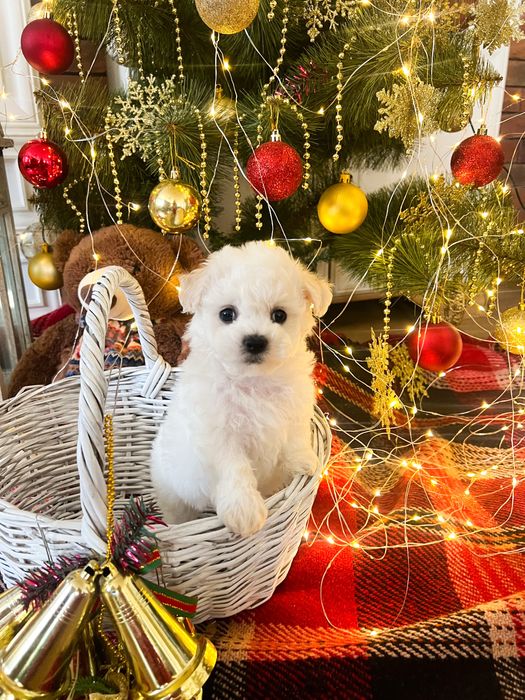 Продам міні бішон хлопчик