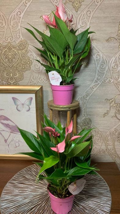 Антуриум  Лілі --міні сорт