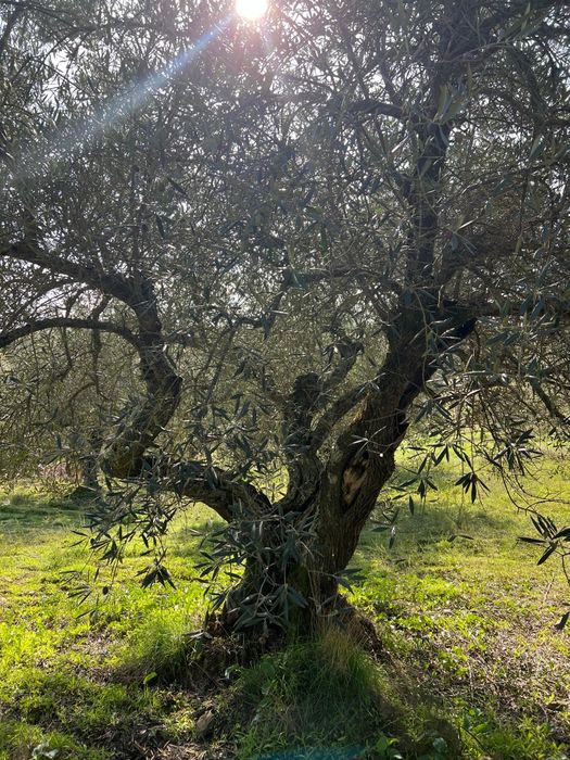 Oliveiras centenárias