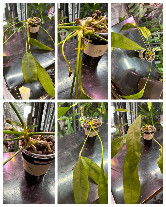 Anthurium vittarifolium