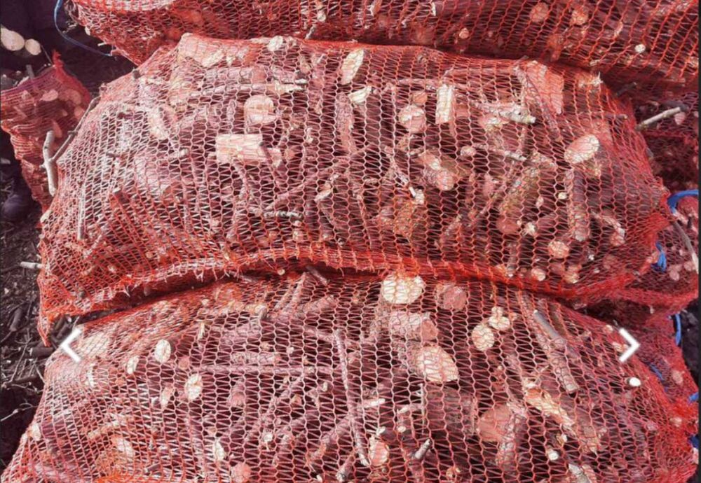 Дрова твердые Дробленная Акация,берест ветка в мешках / Насыпью /Бегах