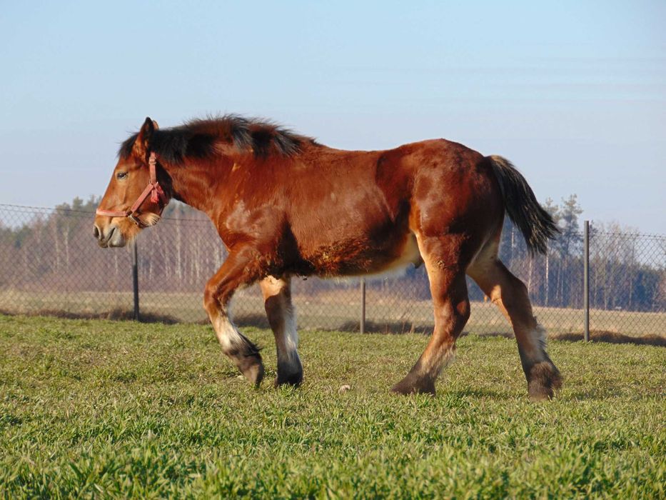 ogierek 11 miesięczny pkz- sztum, księga główna