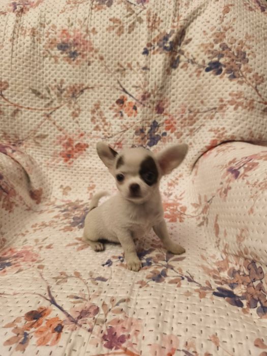 Chihuahua de pêlo curto fêmea
