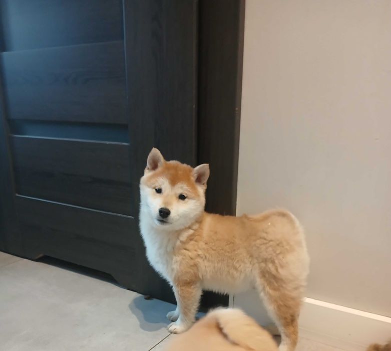 Shiba inu suczka