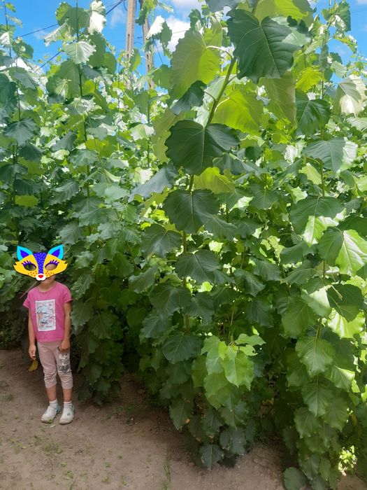 Łubin.żyto jare.owies.seradela.facelia.gryka.żyto.owies.pszeżyto jare