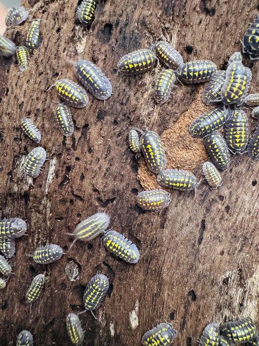 Ekipa sprzątająca, skoczogonki, Prosionki, isopody