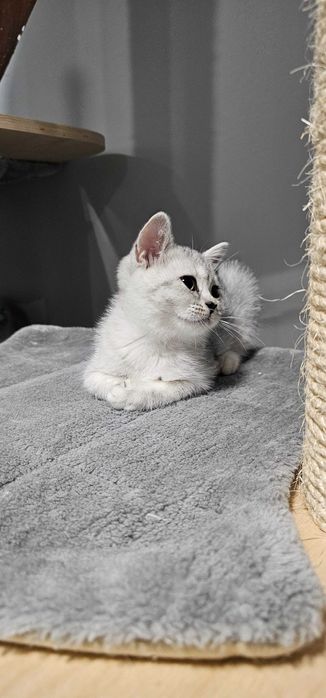 Urocza kotka brytyjska