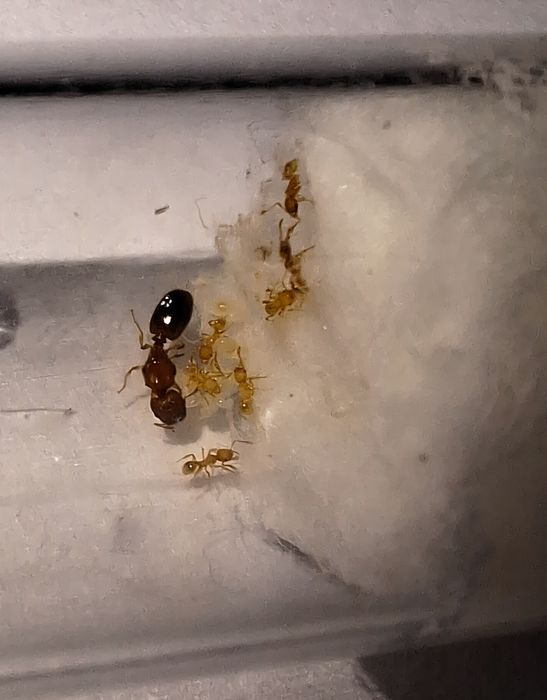 Pheidole parva 1Q + 4-10W - mrówki, mrówka kolonia mrówek