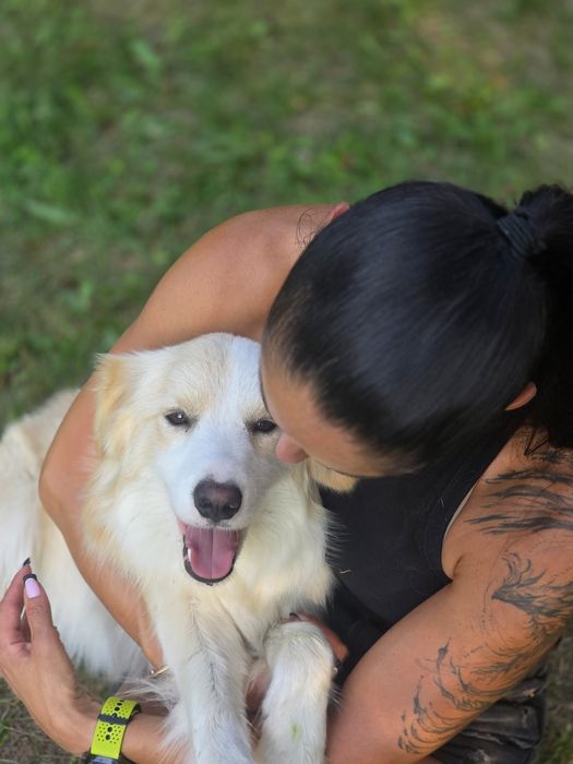Border Collie FCI – wyjątkowa, delikatna suczka TIA szuka kochającego domu