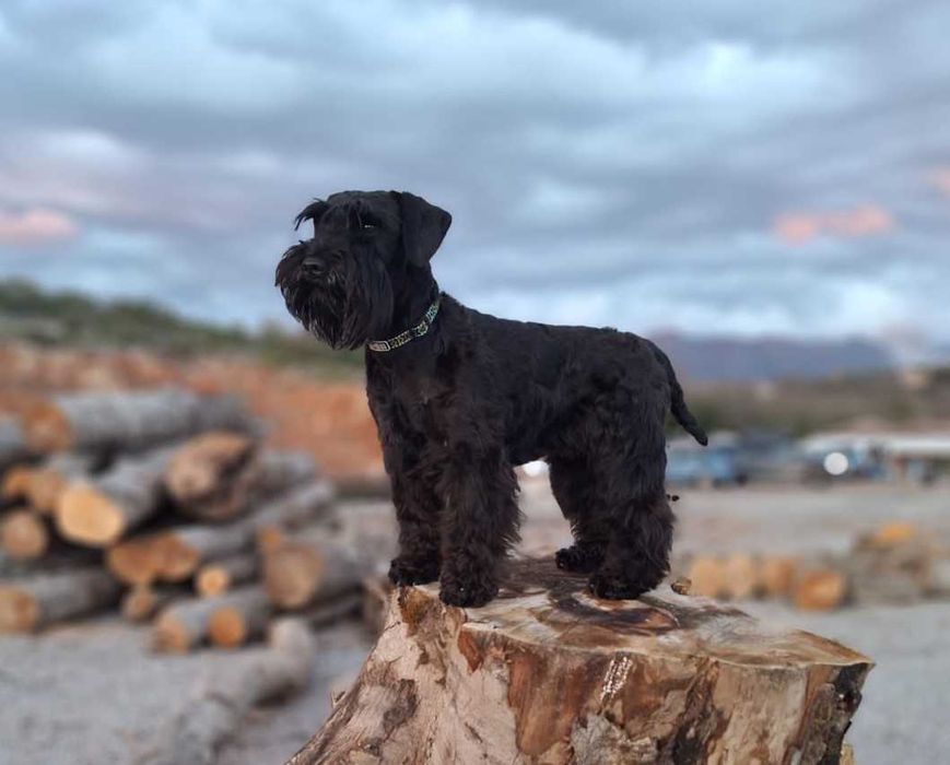 Suczka sznaucer miniaturowy